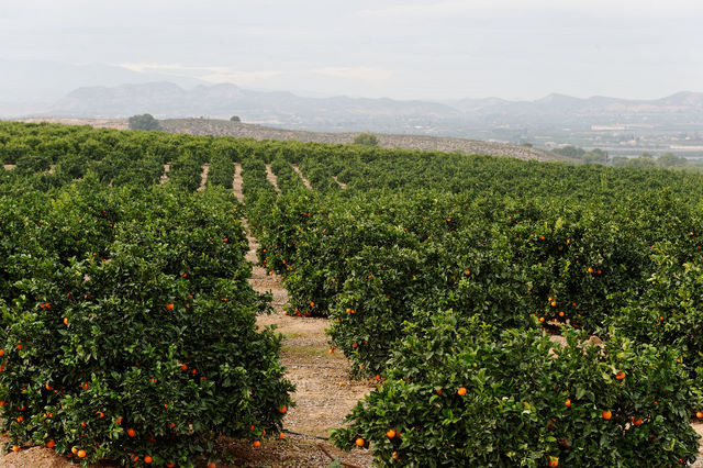 Outlying districts of Alhama de Murcia: Las Cañadas