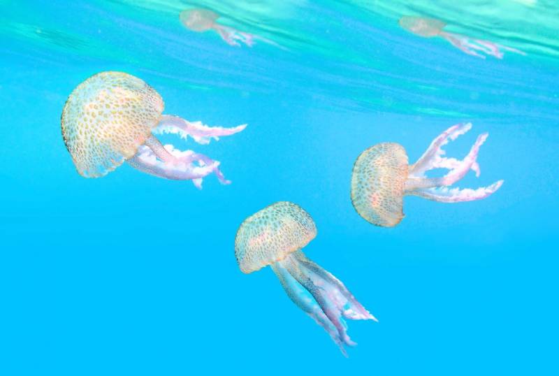 English inventor creates ingenious and foolproof new way to treat jellyfish stings