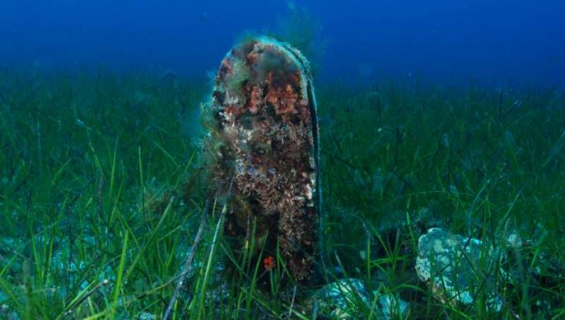 Mar Menor scientists discover safe haven for giant mussels