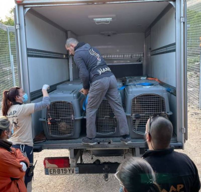 Lion cubs rescued from French circus find new home in Alicante