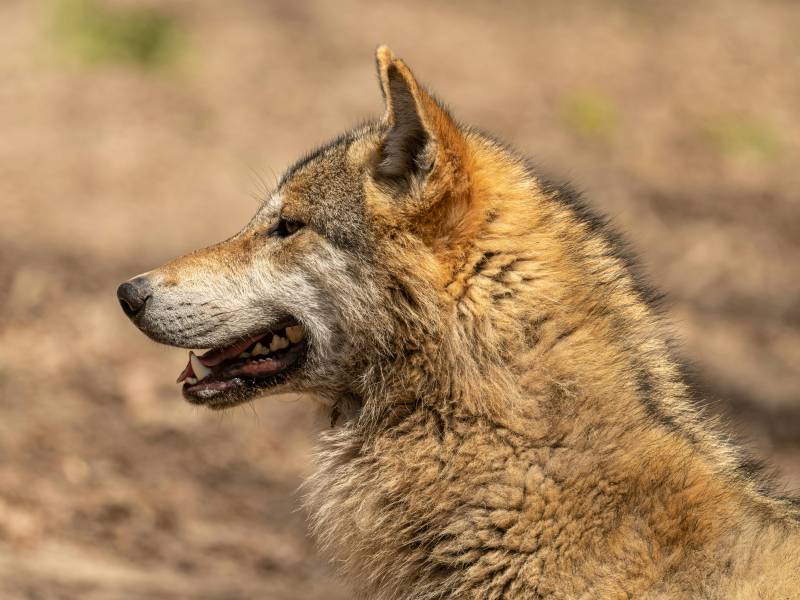 Controversial decision: Wolves can be hunted again north of the Duero River