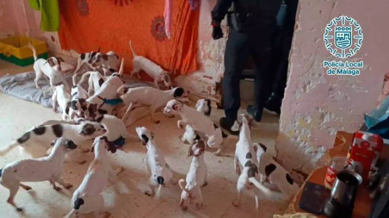 Abuse investigation launched after 33 dogs and 9 cats found in one Malaga home