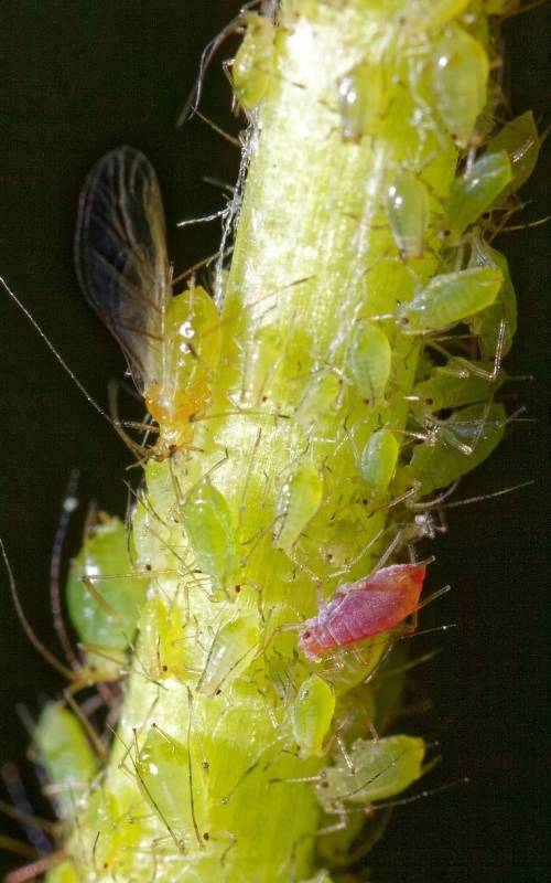 Natural pest control helps Murcia fight sticky tree sap