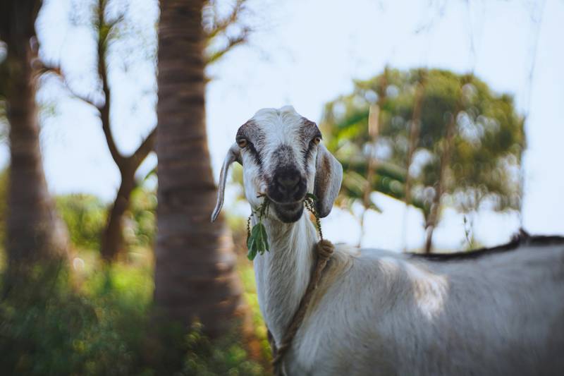 How goats are helping prevent wildfires in Tenerife