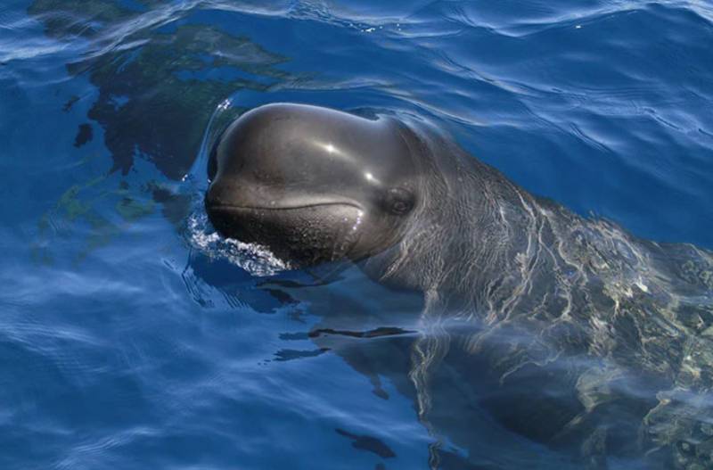 Exciting ways to see the wildlife of the Region of Murcia!