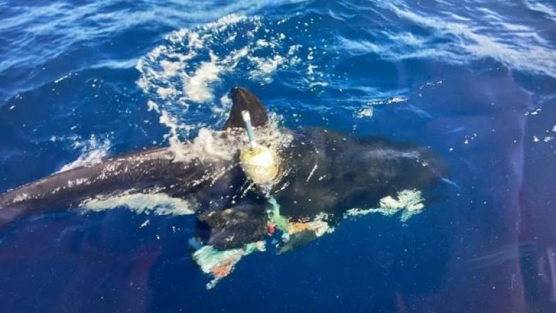 Killer whales batter sailboat off the coast of Andalucía