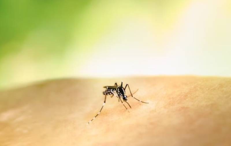 Second West Nile fever case confirmed in Andalucía as alert zones expand
