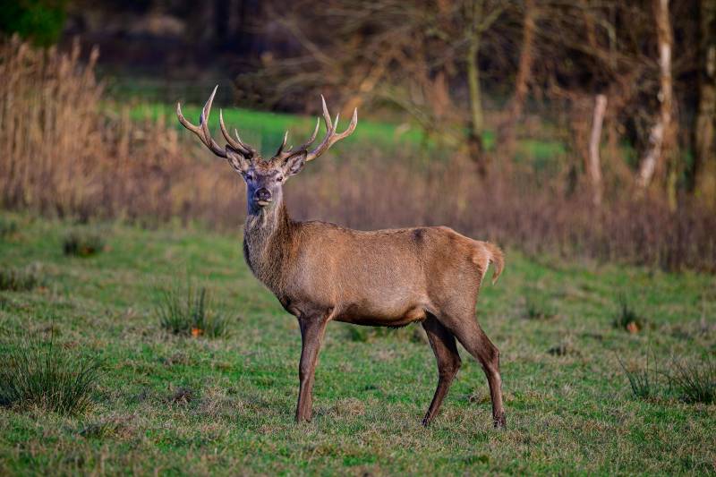 Red deer: Friend or foe? How Doñana's biggest grazers spread and eat its favourite shrub