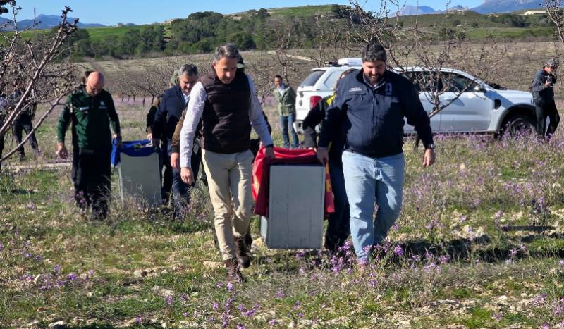 WATCH! Two new young Iberian lynxes released in Lorca highlands