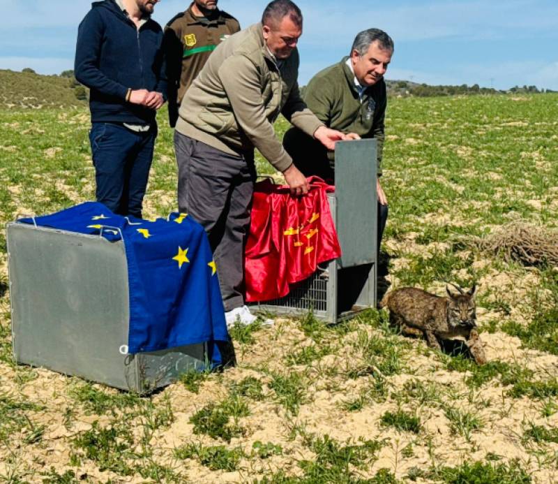 Lorca highlands welcome another young breeding pair of lynx