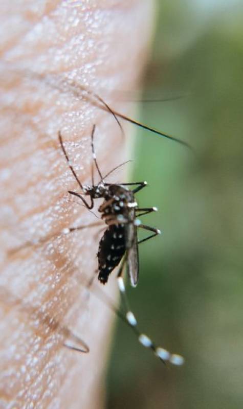 Jellyfish, weever fish, wasps and mosquitoes: what to do when summer bites back