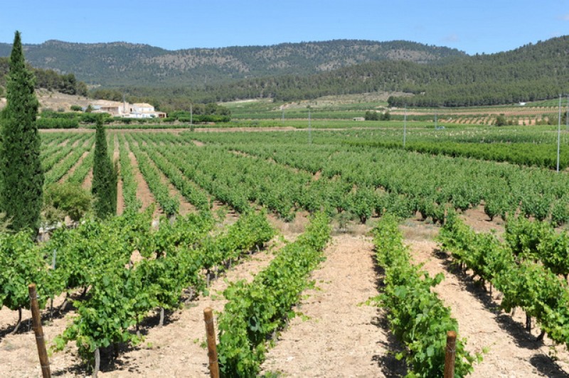 Bullas Wine Route: Bodegas Lavia